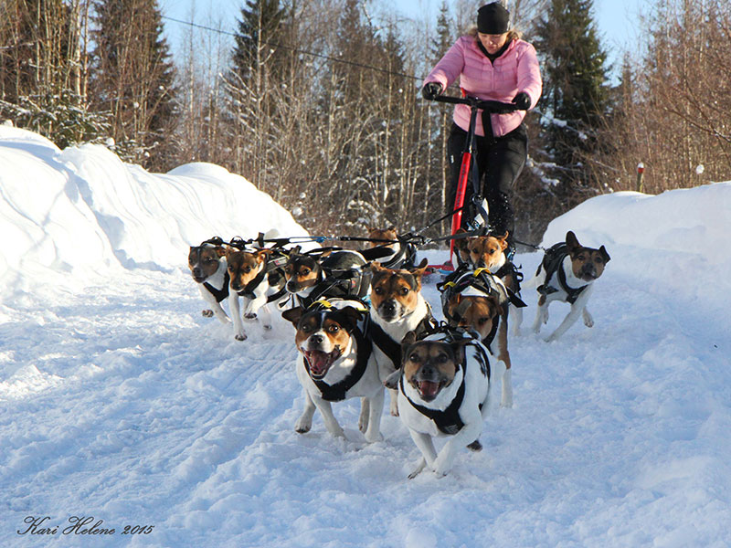 Team Hennagarden kjører hundespann med 11 gårdshunder