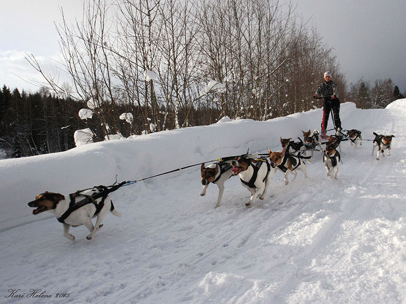 Team Hennagarden kjører hundespann med 11 gårdshunder